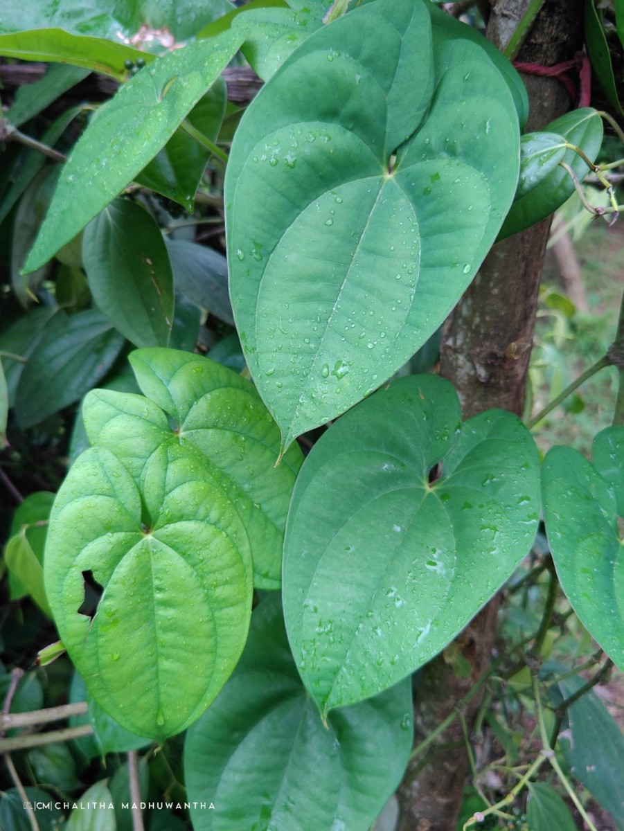 Dioscorea alata L.